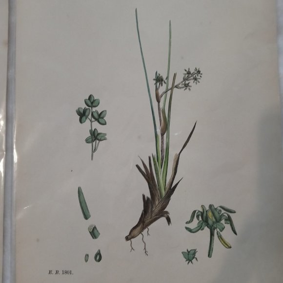 Vintage 1870 Botanical Prints Collectible - Picture 2 of 14